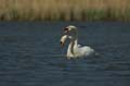 031 Höckerschwan - Paarung (Cygnus olor)